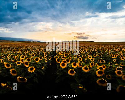 Wonderful dramatic panoramic view field of sunflowers by summertime. Stock Photo