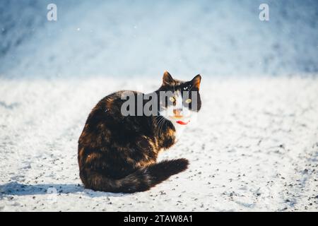 Tortoiseshell pet cat sitting in the snow Stock Photo