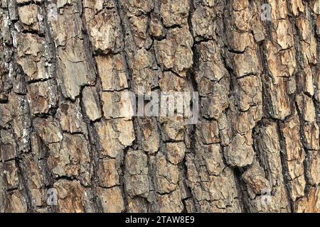oak tree bark texture on natural forest, background for your design Stock Photo