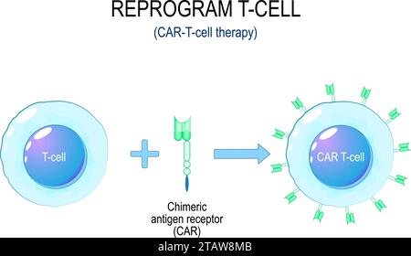 CAR-T-cell cancer therapy. Process of a T cell reprogramming. Immunotherapy of a Chimeric Antigen Receptor CAR. Cancer treatment. Genetic engineering. Stock Vector