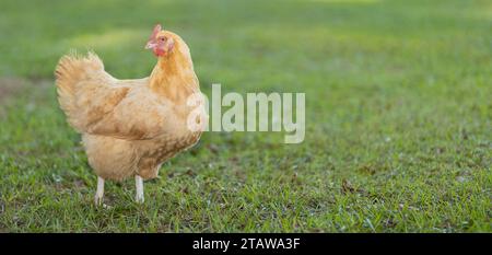 Yellow and orange colored Orphington chicken hen on a grass field with copy space to the right. Stock Photo