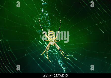 Garden spider, yellow and black insect on a beautiful web, amazing nature Stock Photo