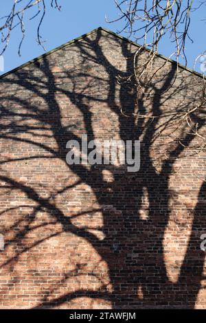 Tree shadow on brick wall in bright sunshine with blue sky in bury lancashire uk Stock Photo