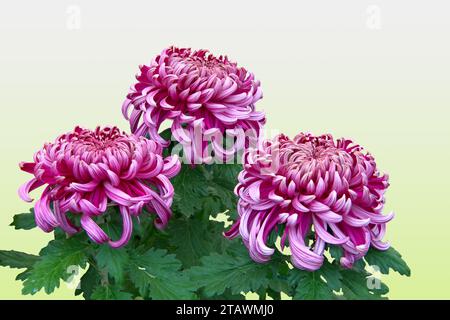 Three chrysanths in purple color with green leaves isolated in png transparency, flora, floral Stock Photo