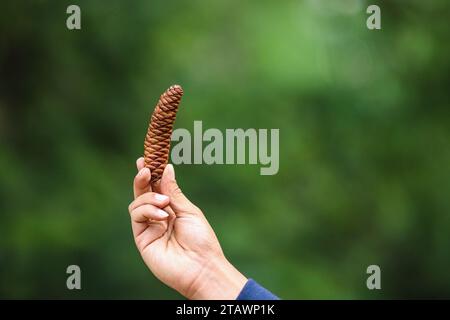 Pine cones on hand in the forest background. Holding a pine cone. Pinecone in hand with a pine forest background. Stock Photo