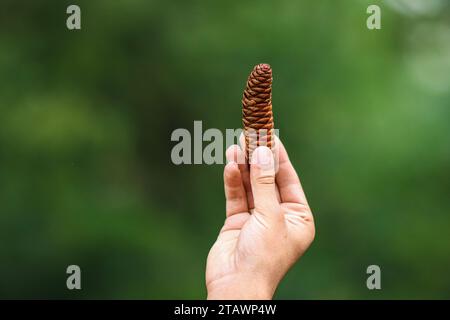 Pine cones on hand in the forest background. Holding a pine cone. Pinecone in hand with a pine forest background. Stock Photo