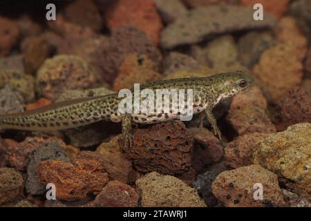 Detaled closeup of a gravid female of small Italian newt, Lissotriton italicus Stock Photo
