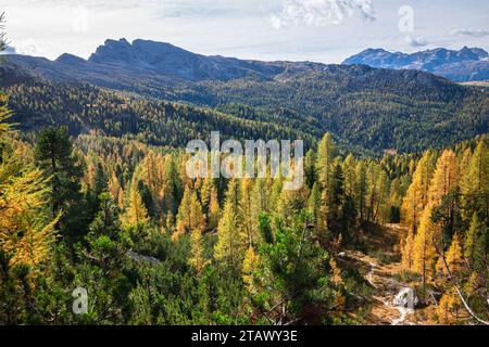 Golden larch trees in the Dolomite mountains Stock Photo