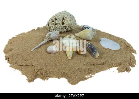 pile of shells on beach sand isolated on white background Stock Photo