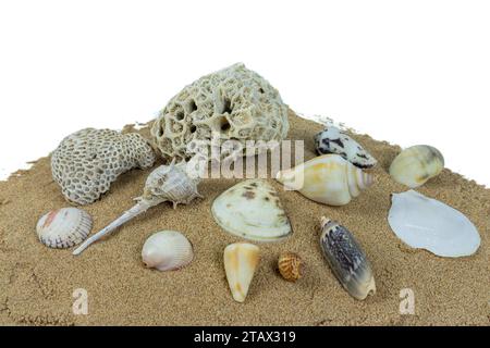 pile of shells on beach sand on white background Stock Photo