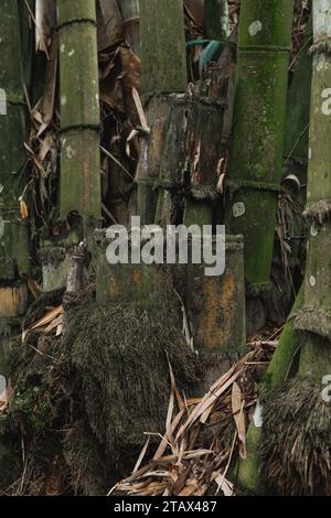 bamboo roots, many small and large roots. the base of a bamboo tree ...