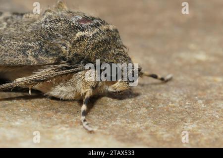 Detailed closeup on a Red underwing owlet moth, Catocala nupta, sitting on a stone Stock Photo