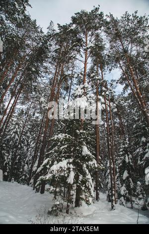 Winter Wonderland - Waldviertel landscape covered with snow, Austria Stock Photo