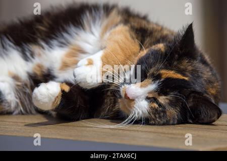 Tortoiseshell cat, UK Stock Photo