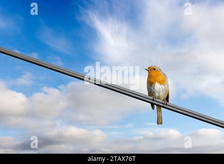 Robin on wire, Erithacus rubecula, Great Cumbrae, Scotland, UK Stock Photo