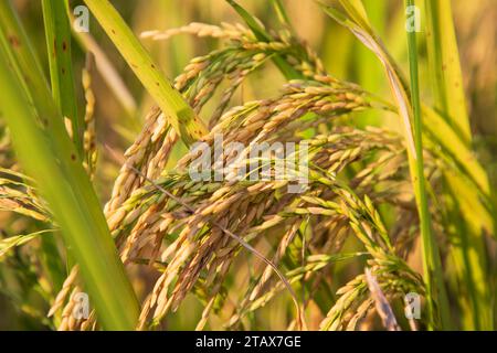 Golden grain rice spike harvest of Rice field. Selective Focus Stock Photo