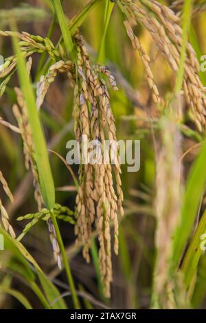 Golden grain rice spike harvest of Rice field. Selective Focus Stock Photo