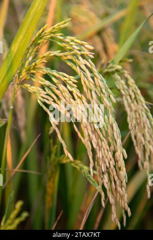 Golden grain rice spike harvest of Rice field. Selective Focus Stock Photo