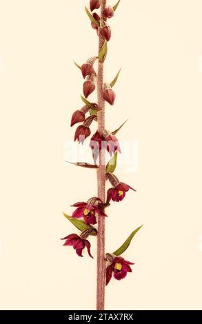 Epipactis atrorubens 'Dark-red Helleborine' - County Durham, England Stock Photo