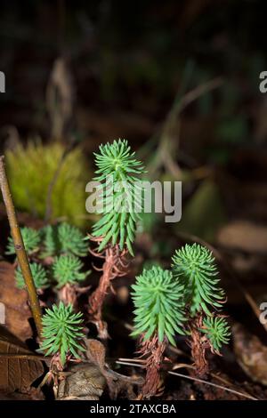 green sprout of plant in autumn forest of chestnut and oak regeneration Stock Photo