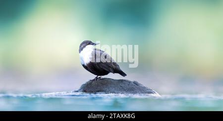 The white throated dipper Cinclus cinclus sitting in winter on a hunts for food in the water in the river, the best photo. Stock Photo