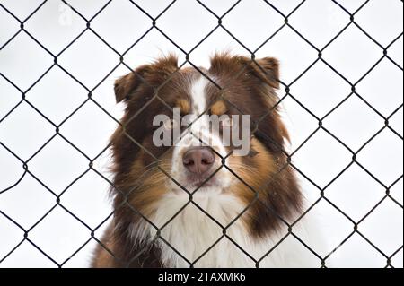 Portrait of very sad dog behind the fence. Sadness animal expression, sad eyes. Funny animal photo. Stock Photo