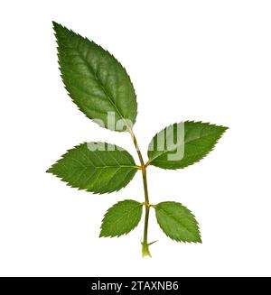 Green rose flower leaves isolated on white. Rose twig isolated on white background with clipping path. Stock Photo