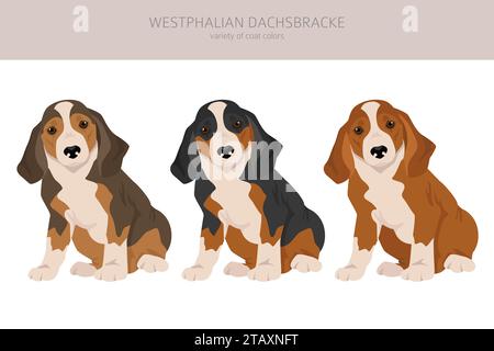 Westphalian dachsbracke puppy clipart. All coat colors set.  All dog breeds characteristics infographic. Vector illustration Stock Vector