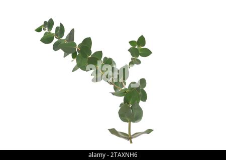 Fresh eucalyptus sprig isolated on a white background. Stock Photo