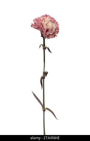 Pink beautiful carnation flower isolated on a white background. Stock Photo