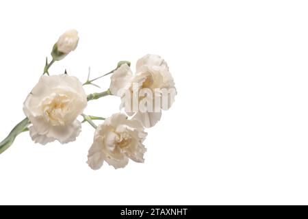 White beautiful carnation flower isolated on a white background. Stock Photo