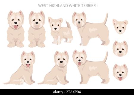 West Highland White Terrier clipart. Different poses, coat colors set.  Vector illustration Stock Vector