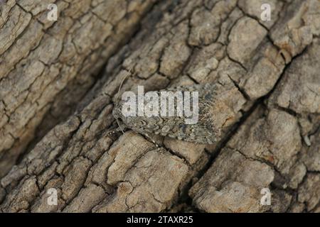 Natural detailed closeup on the nutmeg owlet moth, Anarta trifolii sitting on wood Stock Photo