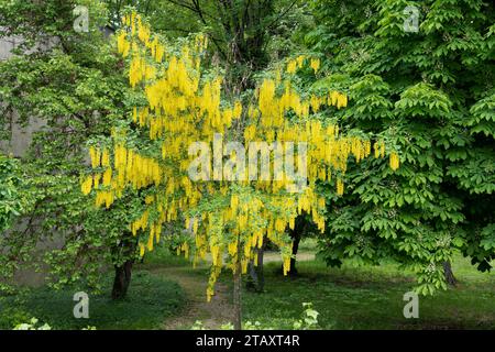magnificent example of laburnum x watereri Vossii, The Pride of India Stock Photo