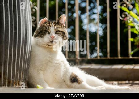Big old tom cat Stock Photo