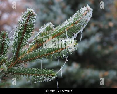 Close up of frosted cobwebs on the needles of an evergreen conifer in the UK in winter with copy space Stock Photo
