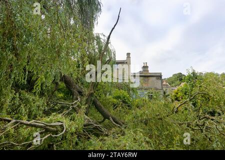 Weeping willow tree (Salix x sepulcralis) huge branch fallen onto a garden during a storm, Wiltshire UK, August 2023. Property released. Stock Photo