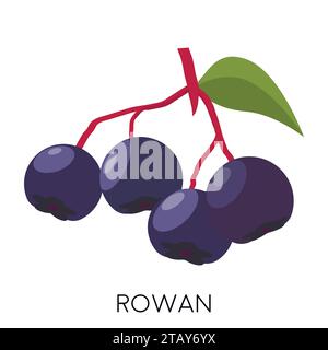 Black rowan berry flat icon isolated on white background. Healthy fruit. Eco delicious food. Vector illustration Stock Vector