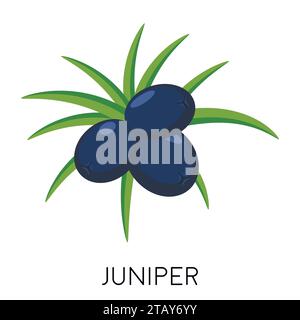 Juniper berry flat icon isolated on white background. Healthy fruit. Eco delicious food. Vector illustration Stock Vector