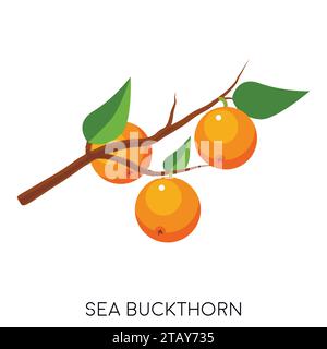 Sea Buckthorn flat icon isolated on white background. Healthy fruit. Eco delicious food. Vector illustration Stock Vector