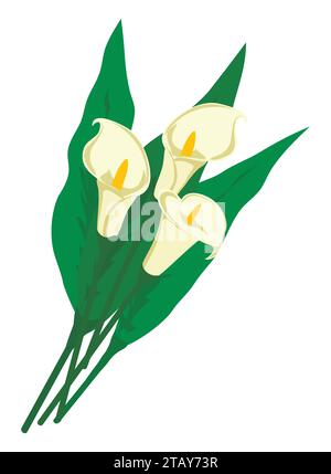 Bouquet of white calla lilies with leaves isolated on white background. Flowers for woman gift. Vector illustration Stock Vector