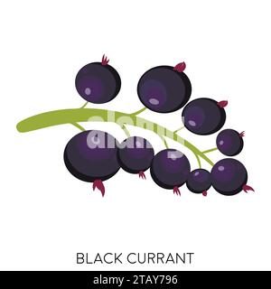 Black currant berry flat icon isolated on white background. Sweet fruit. Eco delicious summer food. Vector illustration Stock Vector
