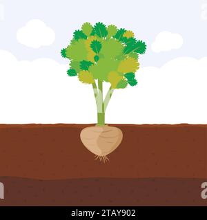 Celery with root in soil, Fresh organic vegetable garden plant growing underground, Cartoon flat vector illustration. Stock Vector