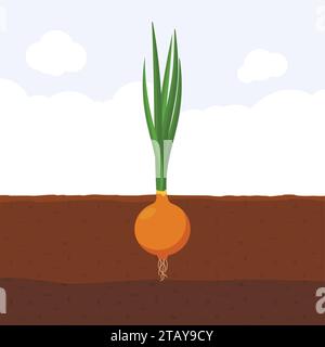 Onion with green sprout on top in soil, Fresh organic vegetable garden plant growing underground, Cartoon flat vector illustration. Stock Vector