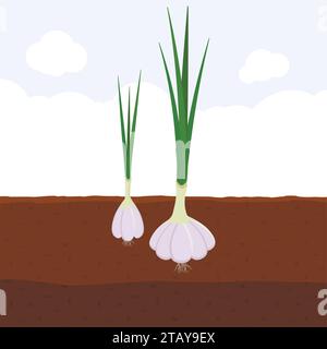 Garlic with green sprout on top in soil, Fresh organic vegetable garden plant growing underground, Cartoon flat vector illustration. Stock Vector