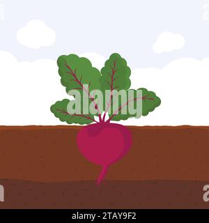 Beet with green leaves on top in soil, Fresh organic vegetable garden plant growing underground, Cartoon flat vector illustration. Stock Vector