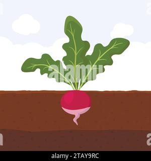 Radish with green leaves on top in soil, Fresh organic vegetable garden plant growing underground, Cartoon flat vector illustration. Stock Vector