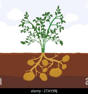 Potato with leaves and roots in soil, Fresh organic vegetable garden plant growing underground, Cartoon flat vector illustration. Stock Vector