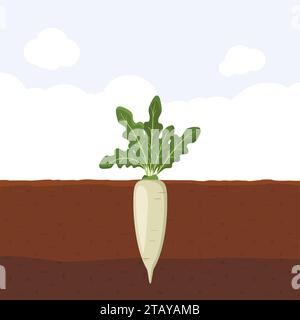 Daikon Japan radish with green leaves on top in soil, Fresh organic vegetable garden plant growing underground, Cartoon flat vector illustration. Stock Vector