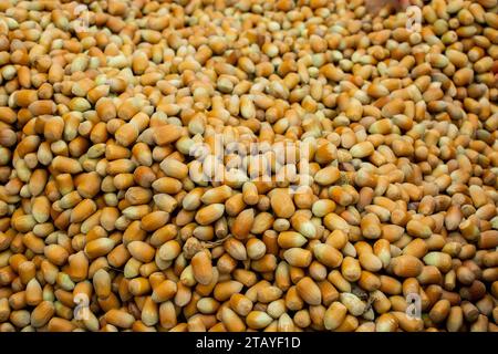 Ripe unshelled hazelnuts  as nut  background in package bags Stock Photo